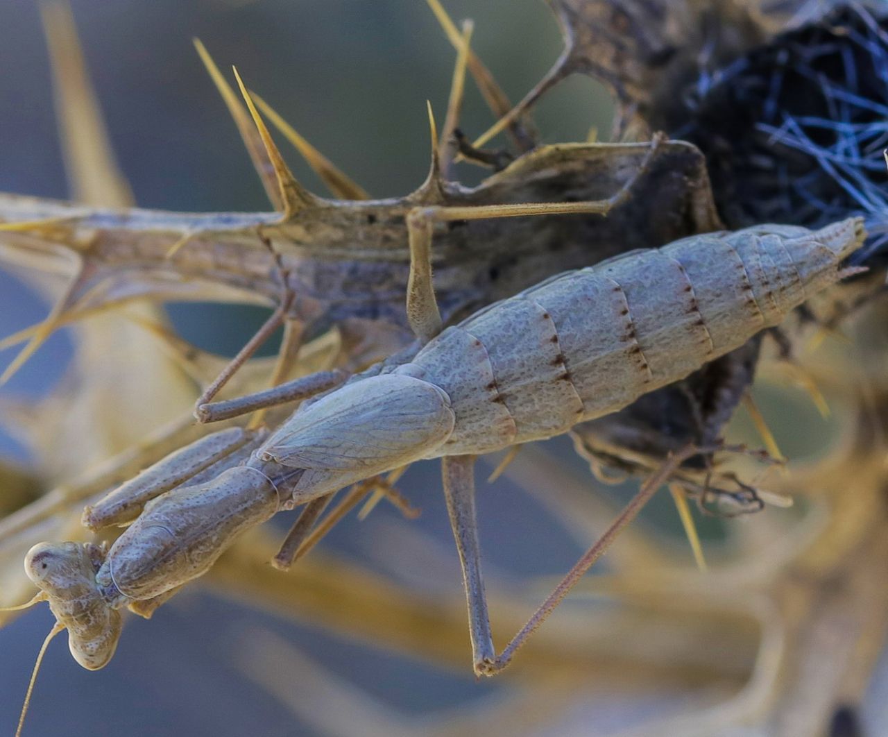 Ameles decolor preda Chazara briseis